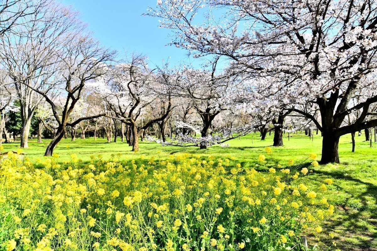 【2020年版】東京都小金井市 認可・認証・認可外・地域型保育園 全62園を紹介します！の画像