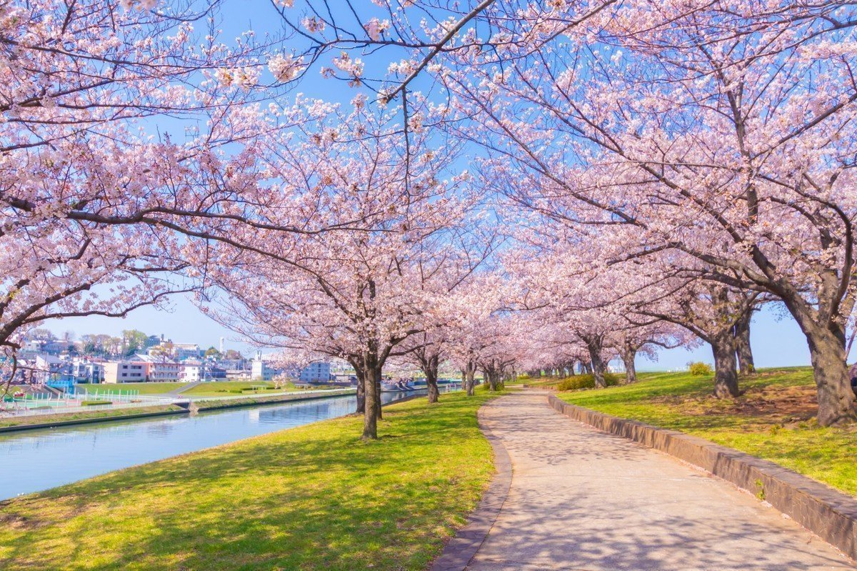 【2020年版】東京都北区の認可保育園全90園を紹介！～桜と緑に囲まれてた保活激戦区！～の画像
